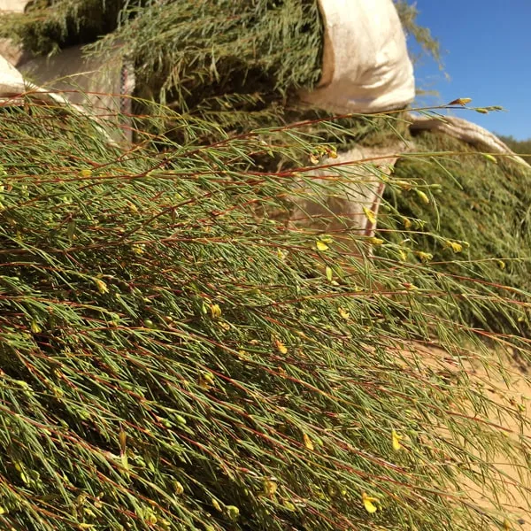 Cape Rooibos & Honeybush