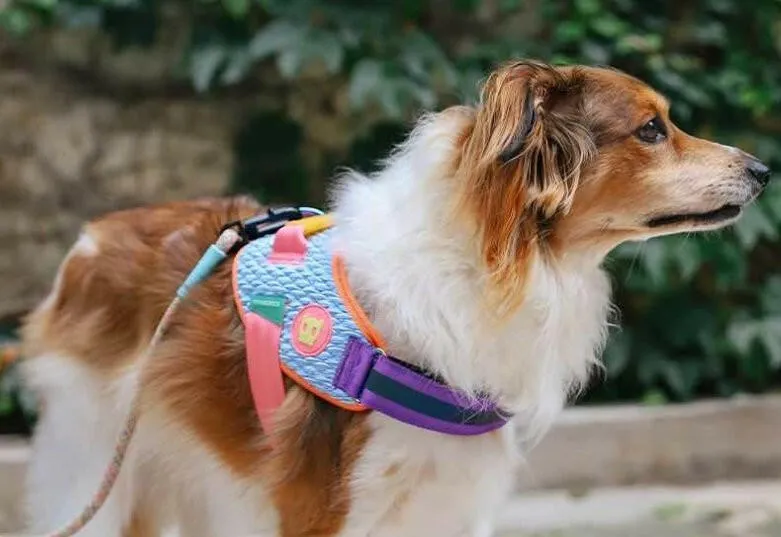 Zee.Dog FlyHarness Galaxy